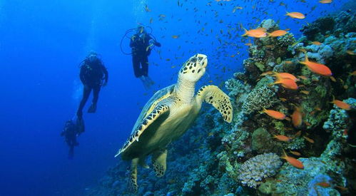 马尔代夫潜水指南 从浮潜到深潜的必备设备清单